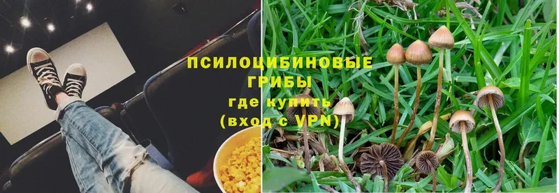 Псилоцибиновые грибы MAGIC MUSHROOMS  купить наркотик  Исилькуль 